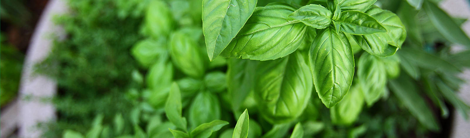 Semillas y plantines hortícolas